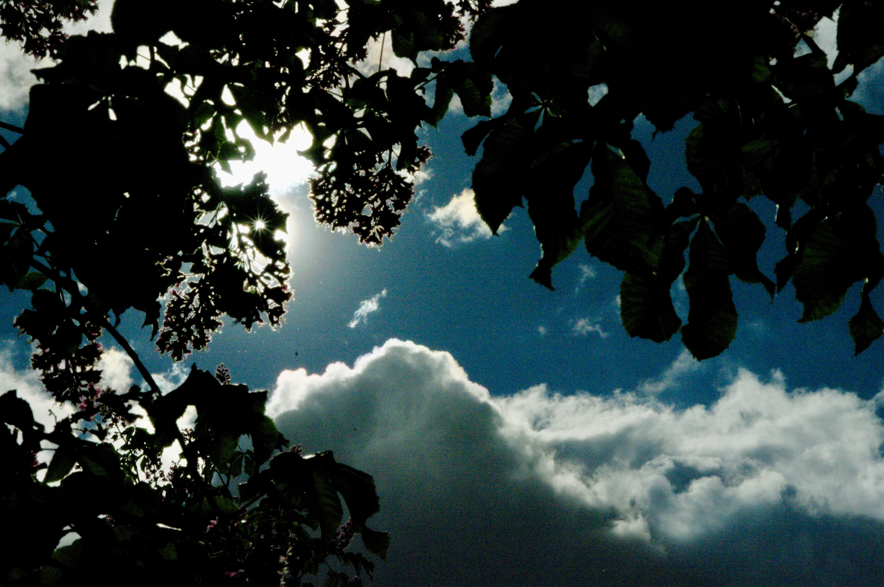 Vine leaves against the sky