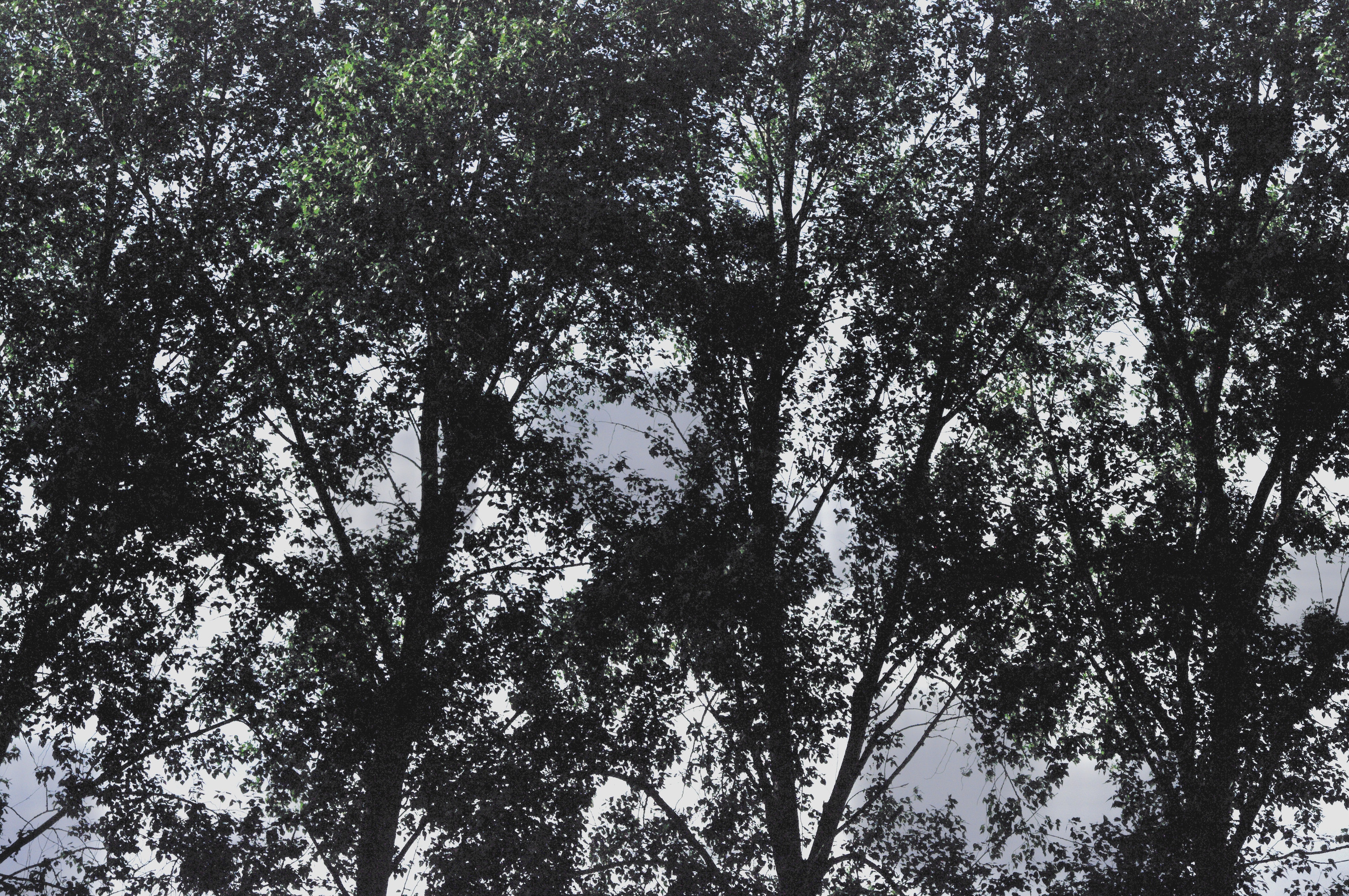 Trees, dark foliage