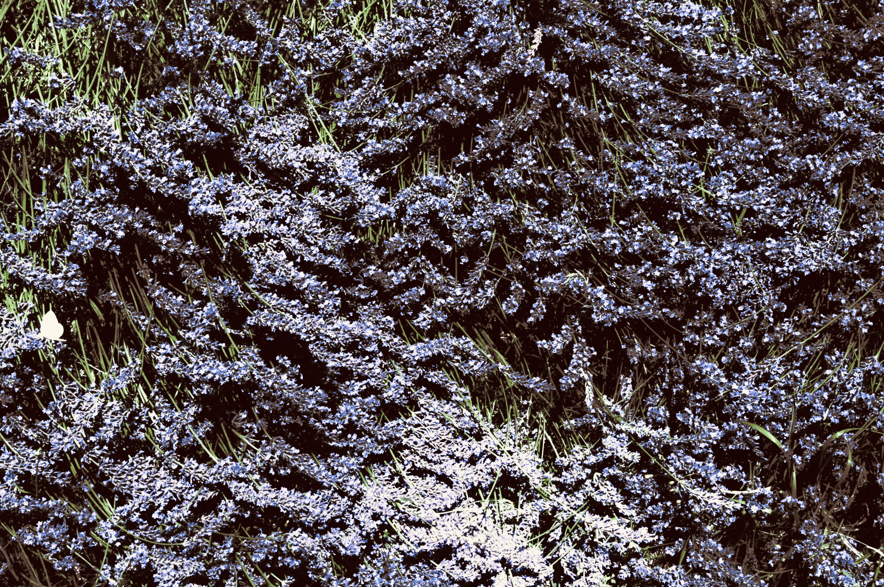Field of blue flowers