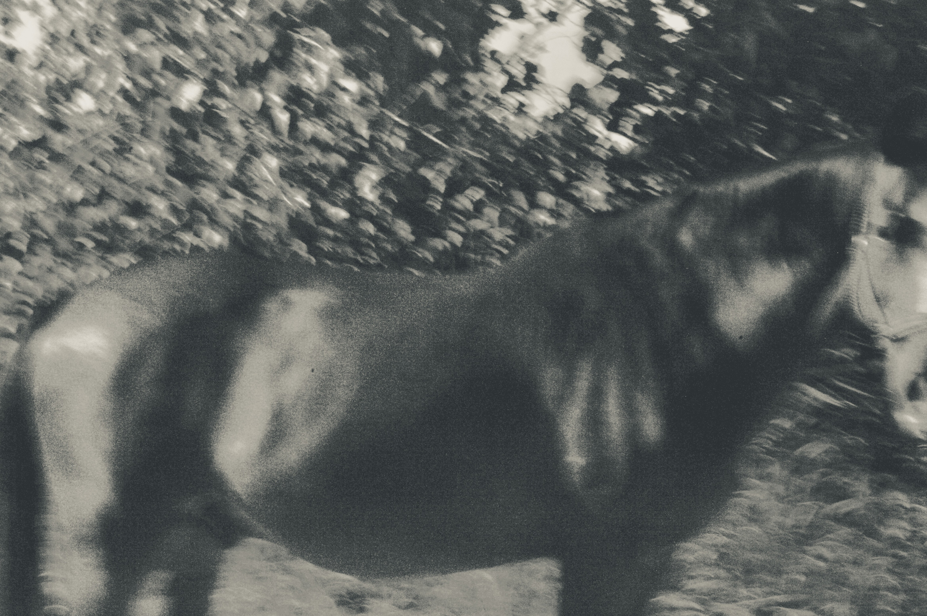 Horse in the meadow