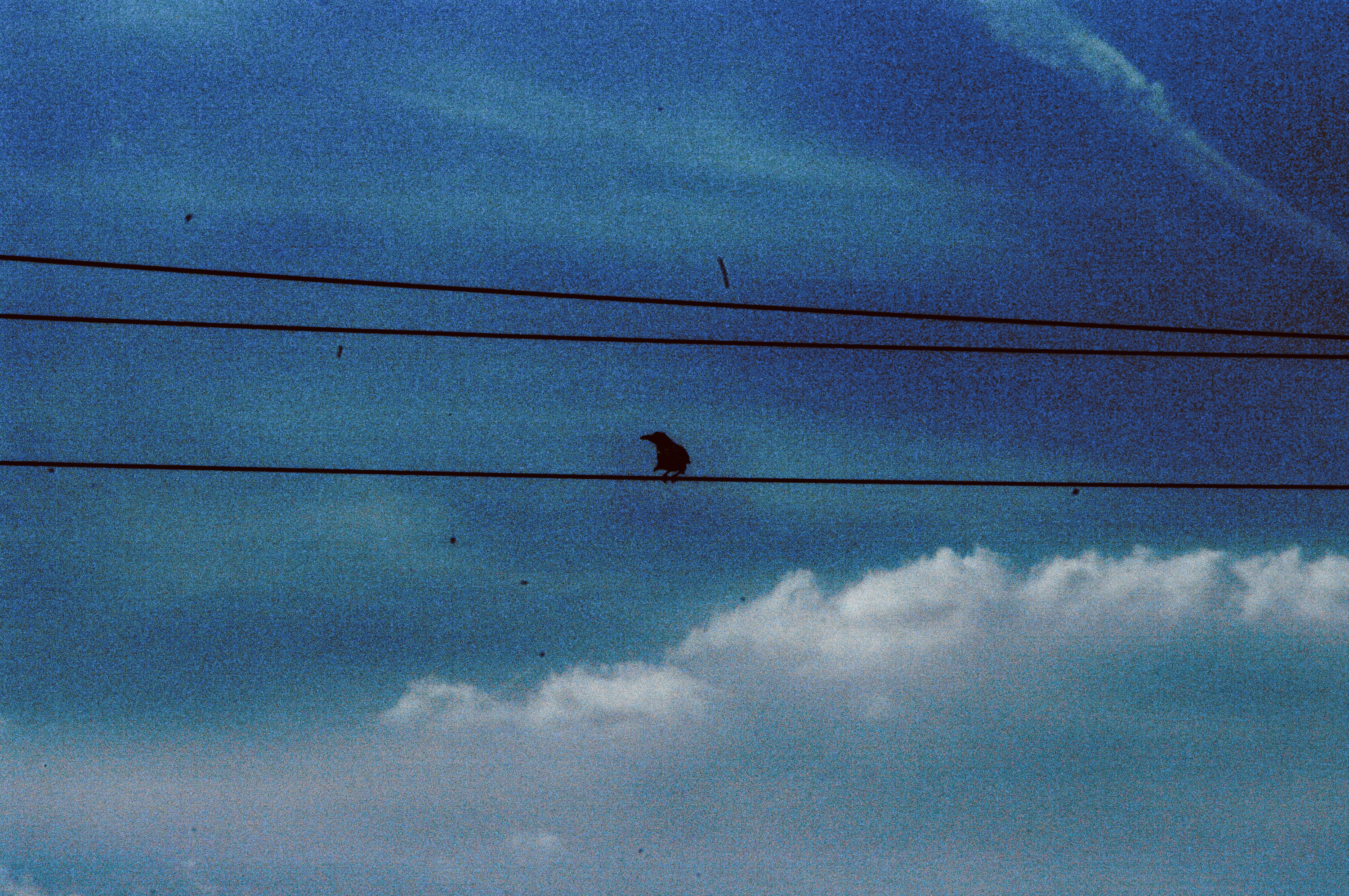 Bird on a wire, blue sky