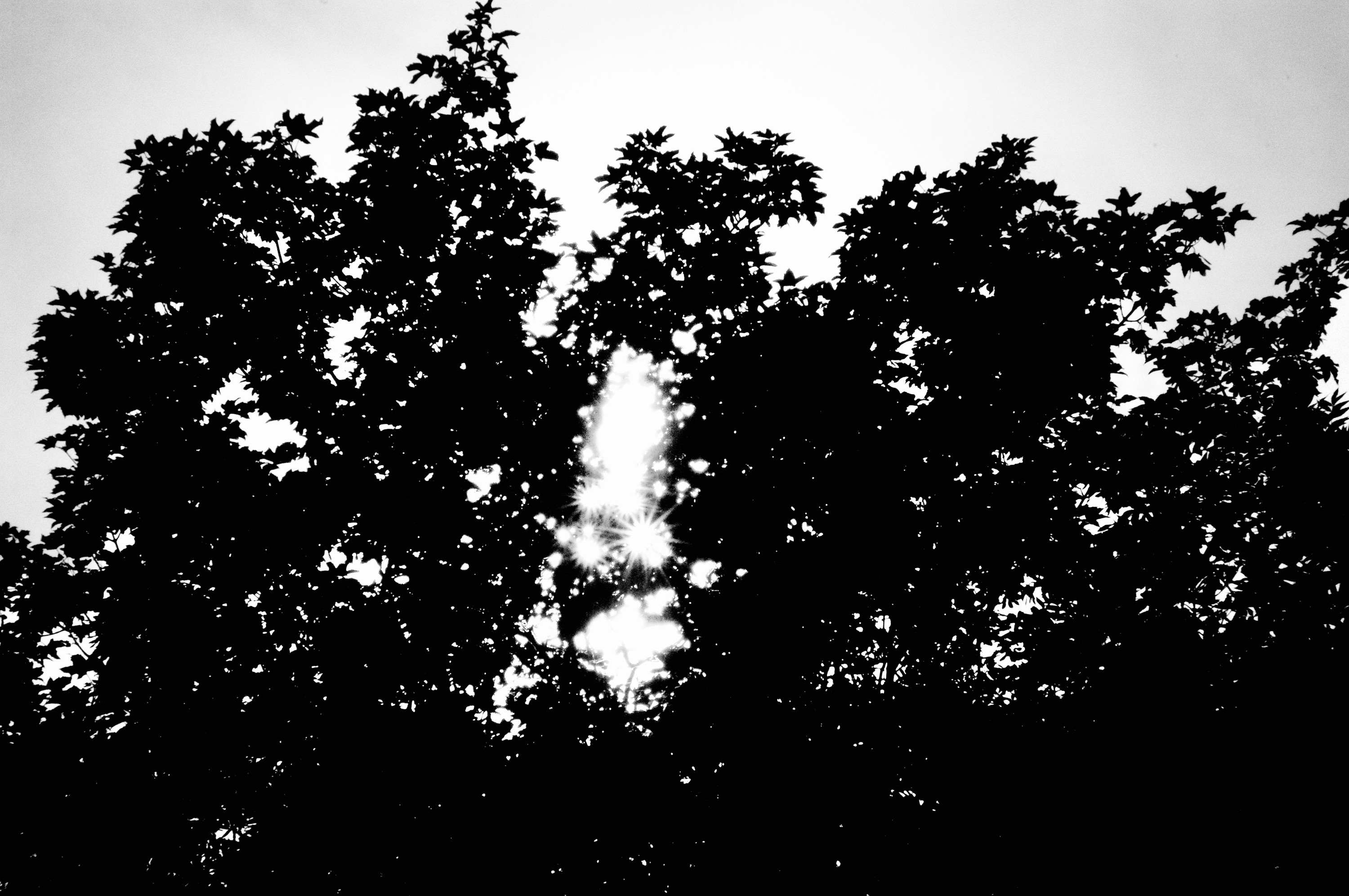 Trees against the sky