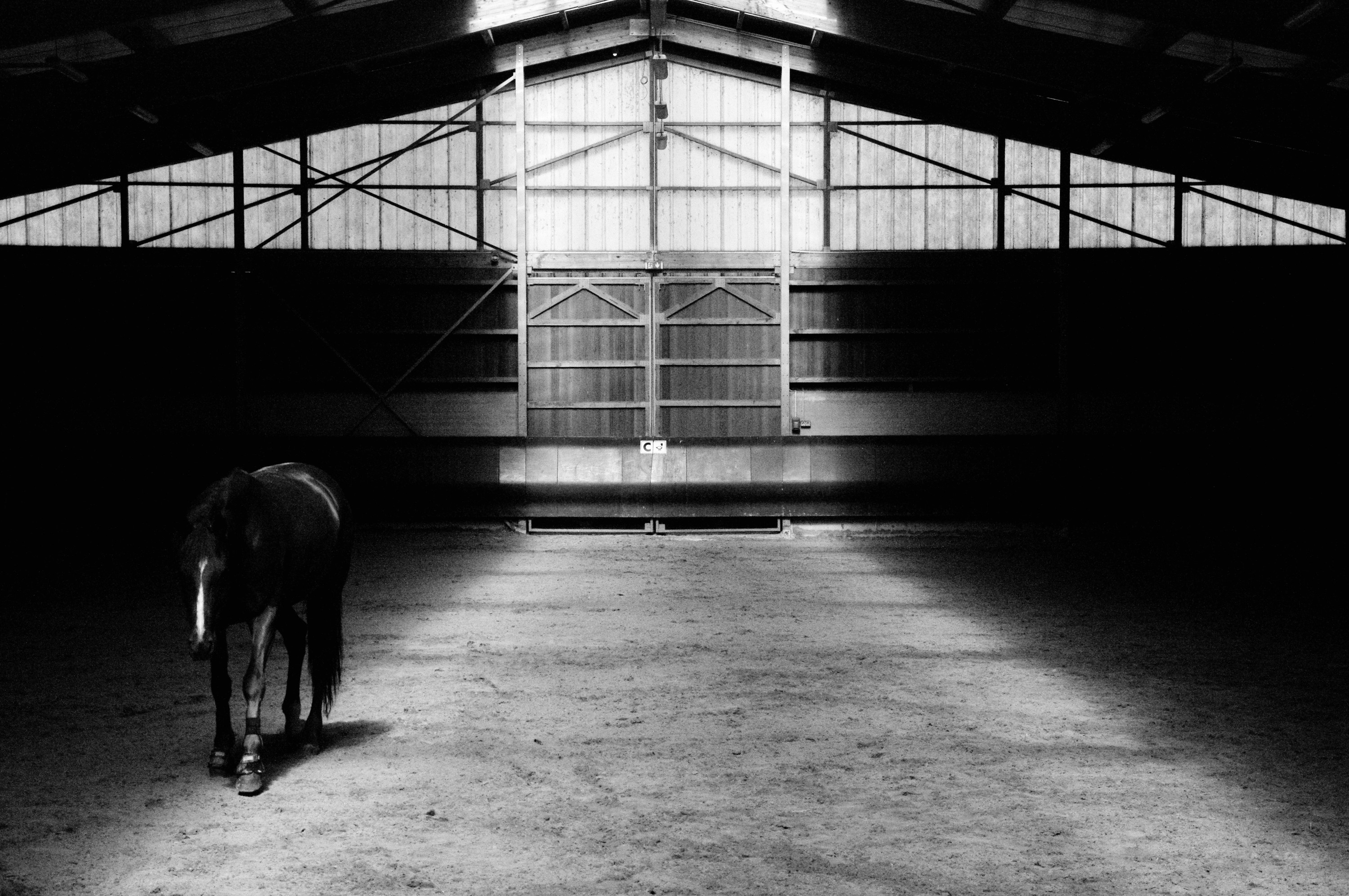 Horse in an empty riding hall, backlit