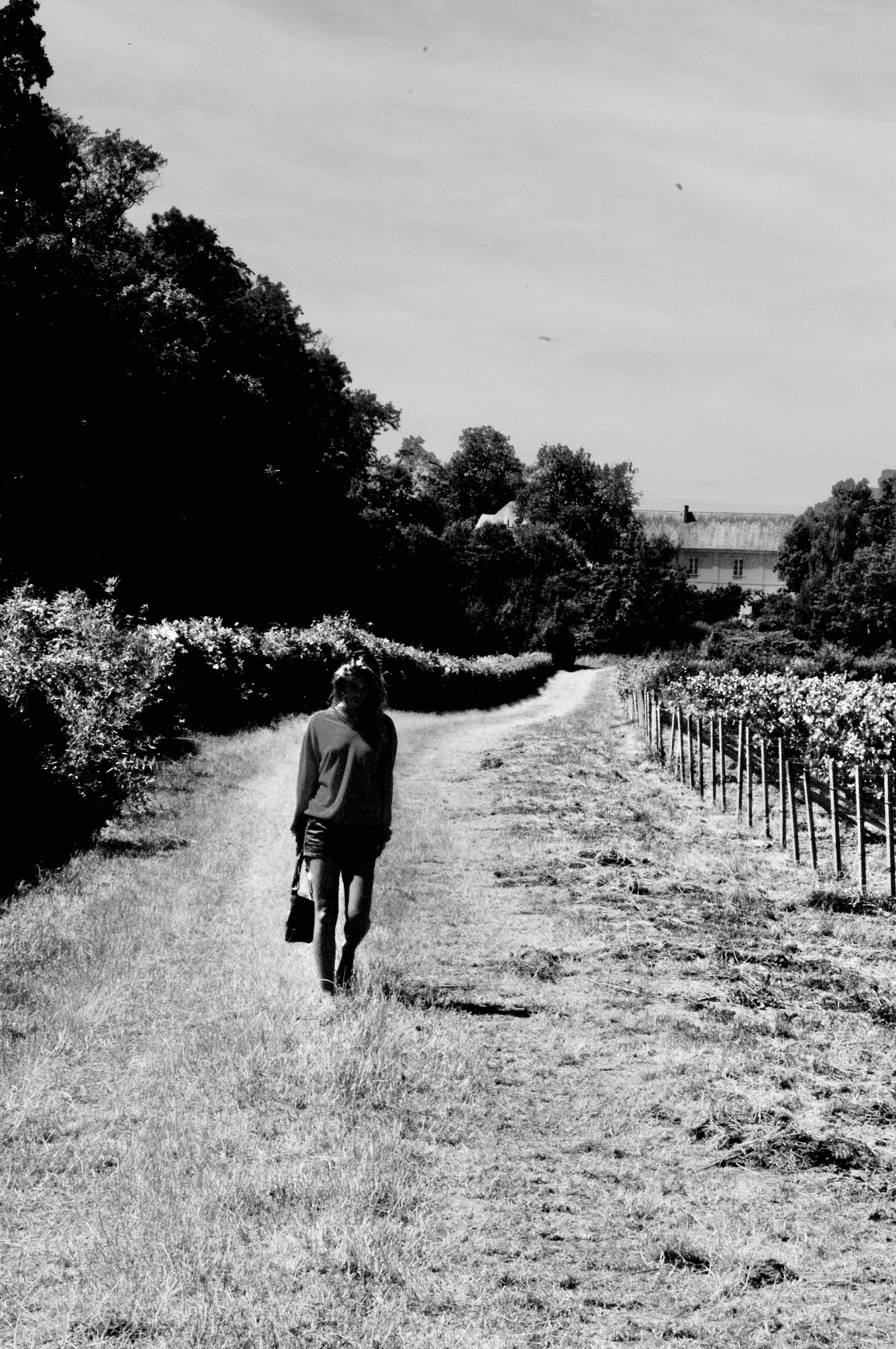 Walking up the vineyard path
