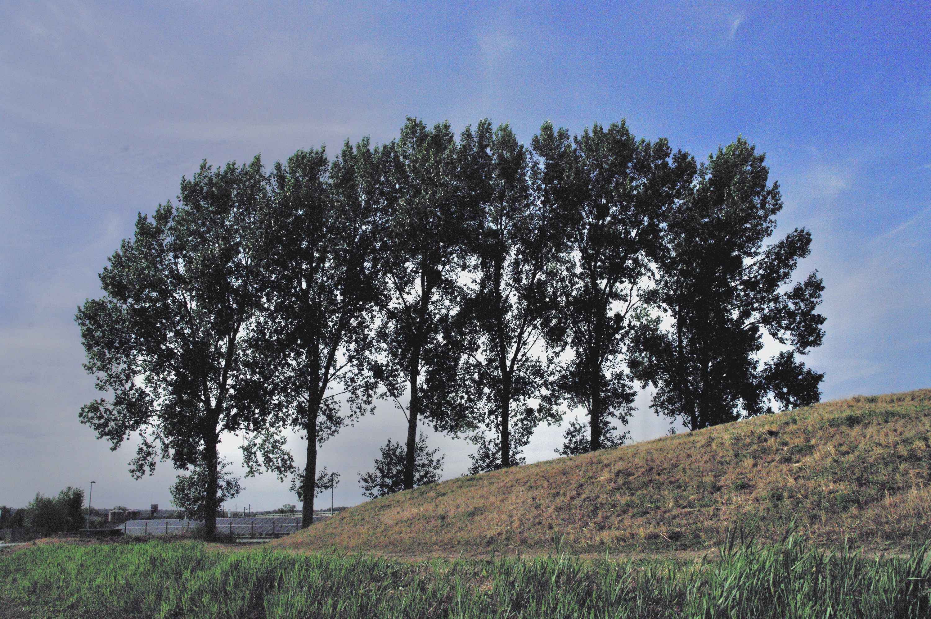 Poplars on the embankment